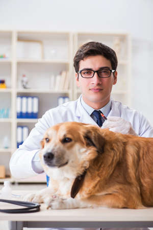 Doctor examining golden retriever dog in vet clinicの写真素材