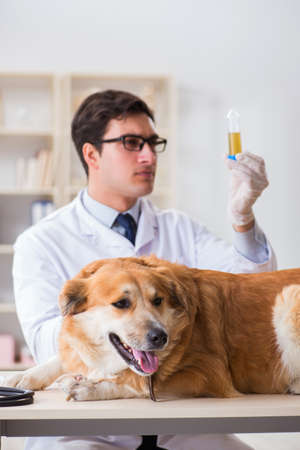 Doctor examining golden retriever dog in vet clinicの写真素材