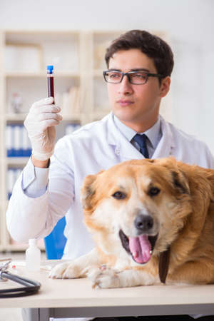 Doctor examining golden retriever dog in vet clinicの写真素材