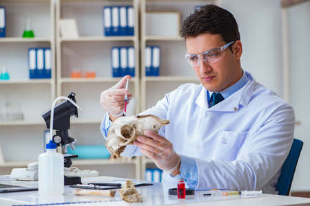 Paleontologist looking at extinct animal boneの写真素材
