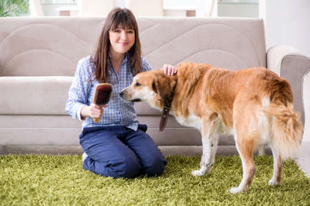 Happy woman dog owner at home with golden retrieverの写真素材
