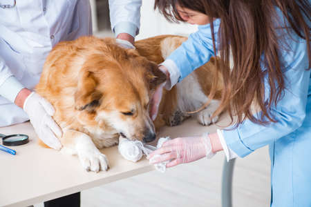 Doctor and assistant checking up golden retriever dog in vet clinicの写真素材
