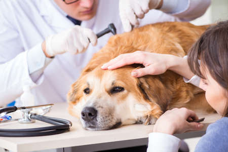 Doctor and assistant checking up golden retriever dog in vet cliの写真素材
