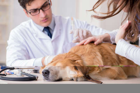 Doctor and assistant checking up golden retriever dog in vet cliの写真素材
