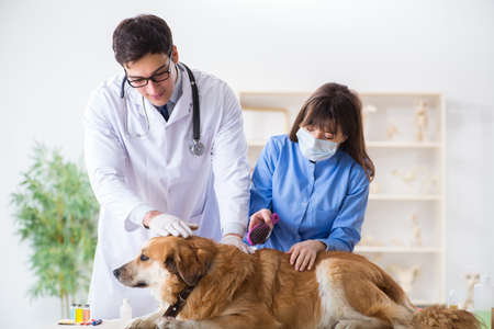 Doctor and assistant checking up golden retriever dog in vet cliの写真素材
