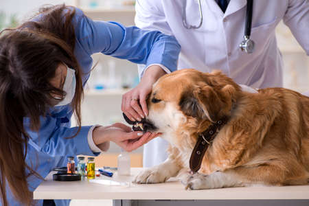 Doctor and assistant checking up golden retriever dog in vet cli