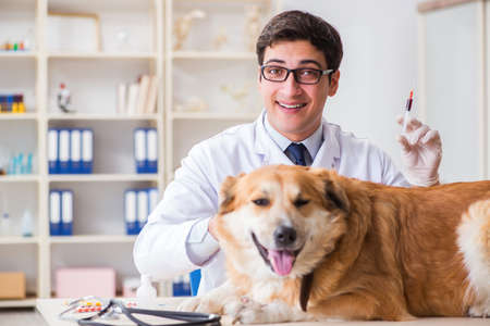 Doctor examining golden retriever dog in vet clinicの写真素材
