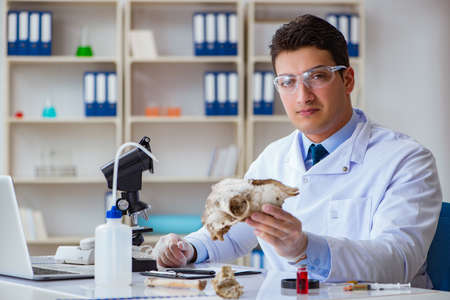 Paleontologist looking at extinct animal boneの写真素材