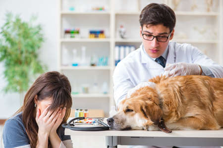 Doctor and assistant checking up golden retriever dog in vet cliの写真素材