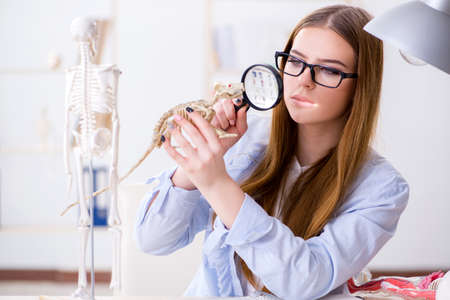 Student examining animal skeleton in classroomの写真素材