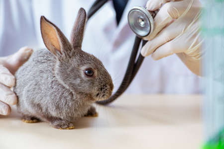 Vet doctor checking up rabbit in his clinicの写真素材