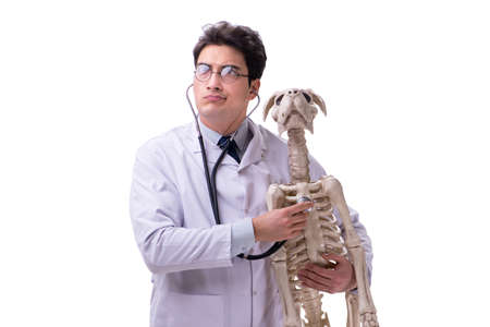 Doctor with dog skeleton isolated on white backgroundの写真素材