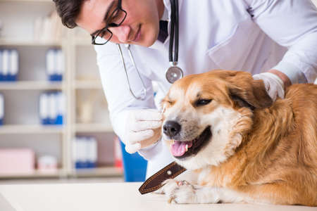 Doctor examining golden retriever dog in vet clinicの写真素材