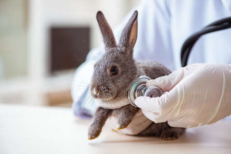 Vet doctor checking up rabbit in his clinicの写真素材