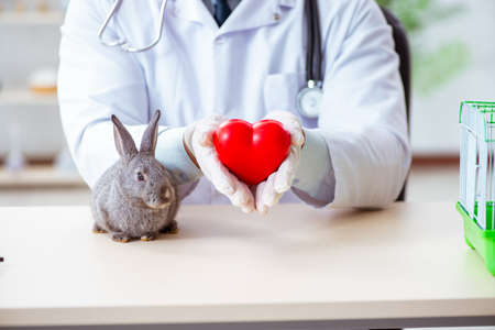 Vet doctor checking up rabbit in his clinicの写真素材