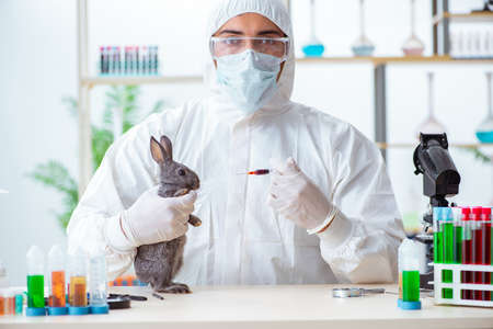 Scientist doing testing on animals rabbitの写真素材