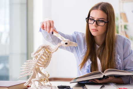 Student examining animal skeleton in classroomの写真素材