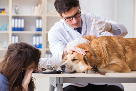 Doctor and assistant checking up golden retriever dog in vet cliの写真素材