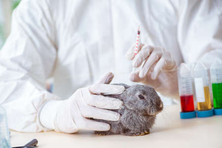 Vet doctor checking up rabbit in his clinicの写真素材
