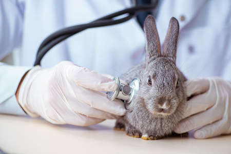 Vet doctor checking up rabbit in his clinicの写真素材