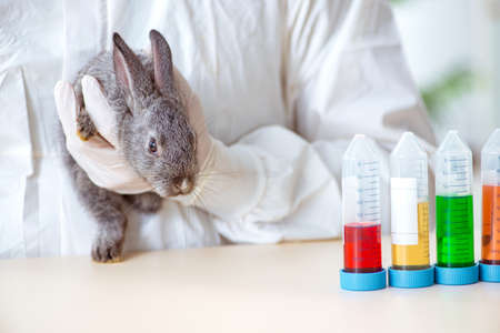 Vet doctor checking up rabbit in his clinicの写真素材