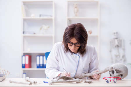 Doctor working in the lab on skeletonの写真素材