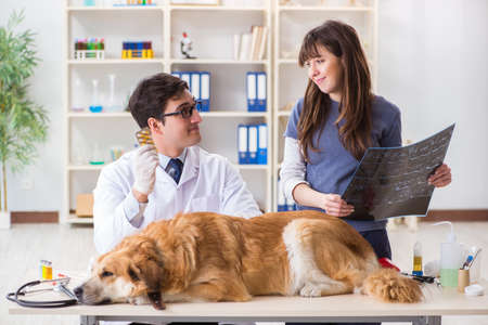 Doctor and assistant checking up golden retriever dog in vet cli
