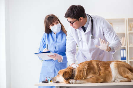 Doctor and assistant checking up golden retriever dog in vet cliの写真素材