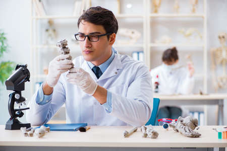 Professor studying human skeleton in labの写真素材