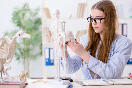 Student sitting in classroom and studying skeletonの写真素材