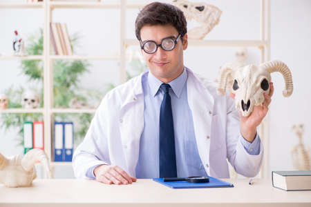 Funny crazy professor studying animal skeletonsの写真素材