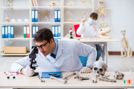 Professor studying human skeleton in labの写真素材