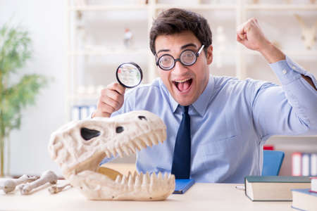 Funny crazy professor studying dinosaur skeletonの写真素材
