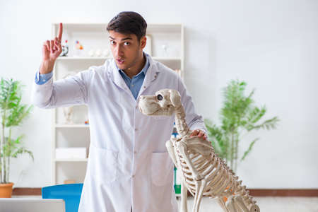 Doctor vet practicing on dog skeletonの写真素材
