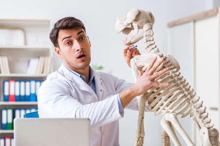Doctor vet practicing on dog skeletonの写真素材