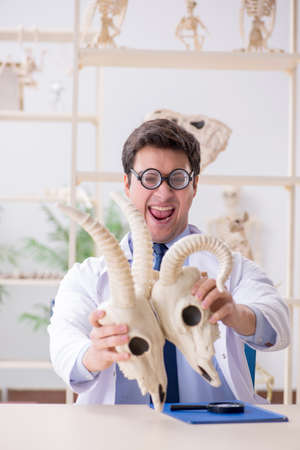 Funny crazy professor studying animal skeletonsの写真素材