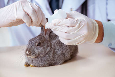 Vet doctor checking up rabbit in his clinicの写真素材