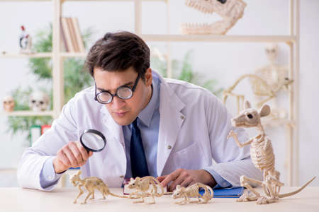 Funny crazy professor studying animal skeletonsの写真素材