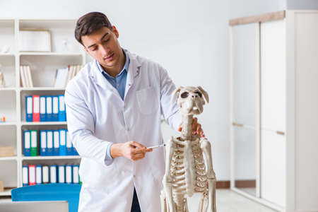 Doctor vet practicing on dog skeletonの写真素材