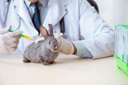 Vet doctor checking up rabbit in his clinicの写真素材