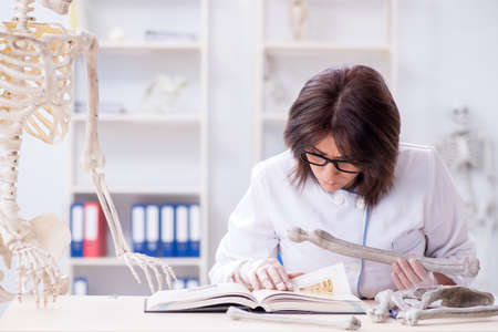 Doctor working in the lab on skeletonの写真素材