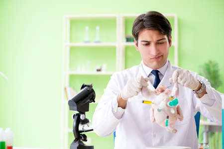 Lab assistant testing GMO chickenの写真素材