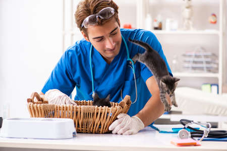 Vet doctor examining kittens in animal hospitalの写真素材