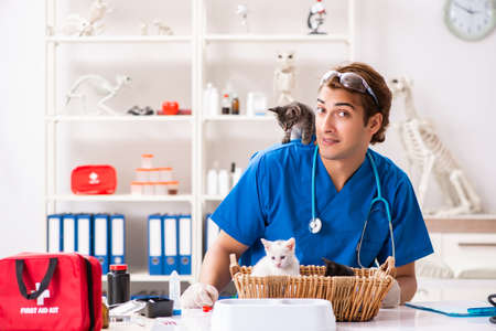 Vet doctor examining kittens in animal hospitalの写真素材