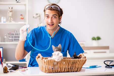 Vet doctor examining kittens in animal hospitalの写真素材