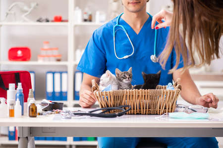 Vet doctor examining kittens in animal hospital
