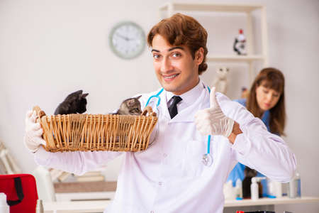 Doctor and assistant in vet clinic checking up kittenの写真素材