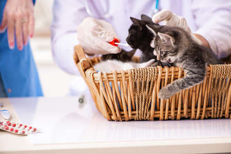 Doctor and assistant in vet clinic checking up kittenの写真素材