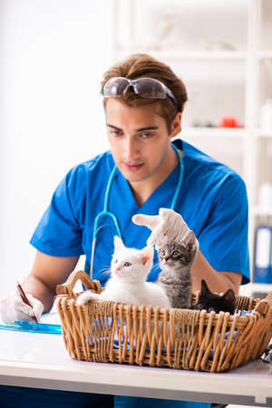 Vet doctor examining kittens in animal hospitalの写真素材