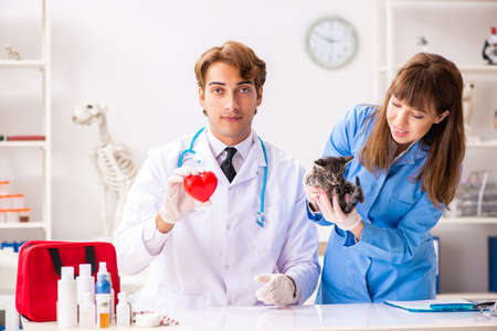 Doctor and assistant in vet clinic checking up kittenの写真素材